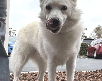 Joey - American Eskimo Dog Male Dog for Adoption