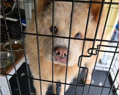 Rehoming is needed for Simba. I am doing this for my neighbors as they are not able to care for him. He is 11 months old puppy and is needing to go to a loving home.