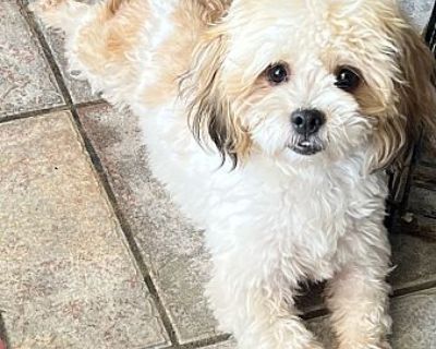 Jojo - Shih Tzu/Poodle (Miniature) Mix Female Dog for Adoption