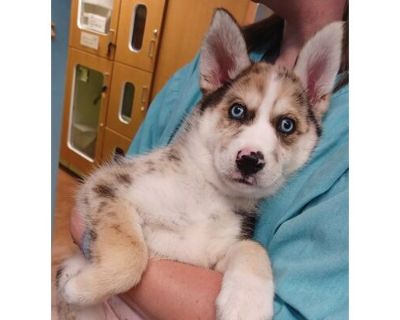 Potato Salad - AVAILABLE - Husky/Mixed Breed (Medium) Mix Female Puppy for Adoption