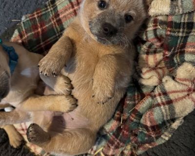 These are red healer and blue healer mix. . They are seven weeks old. Just got there six week puppy boosters and have been wormed every week since two weeks old. Mom is full blooded red healer and dad is full blooded blue healer. These puppies are extremely smart and all have spunk about them. They are actually an Australian cattle dig used for herding. They love the outdoors. My pups are very ...