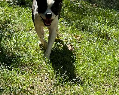 Joshua Tree - Boston Terrier Mix Male Dog for Adoption