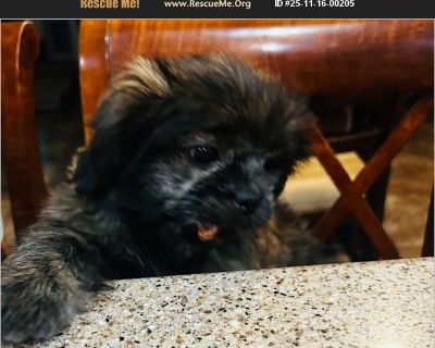 Hi I'm looking for someone responsible, and caring with a lot of love to give to my daughters puppy. He's 2 months and a half. My duaghter unfortunately cannot give him the attention he requires. And it hurts her to have to give him for adoption. But he is first and we need him to be the most happy he can be. He's so lovable sweet and adorable. He is potty trained he goes out the doggy door. Pl...