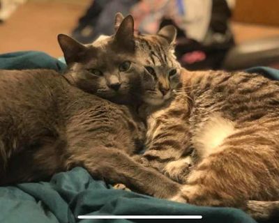 Liz & Muffin - Domestic Shorthair Female Cat for Adoption