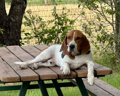 Ranger- seeking a best friend and a couch. - Basset Hound Mix Male Dog for Adoption