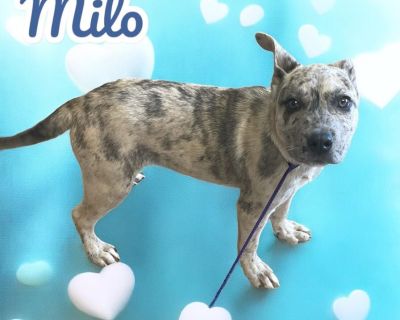 Visit www.wtfarmtn.org to submit an adoption application today! Visit Milo's Facebook Photo Album: https://www.facebook.com/media/set/?set=a.995740489401603&type=3 All dogs are age-appropriately vetted: ? Spayed/Neutered (3+ months old) ? Vaccinated DAPPv (6+ weeks old), Bordetella (6+ weeks old) & Rabies (3+ months old) ? Microchipped ? Dewormed & Other Internal Parasite Prevention/Treatments ...