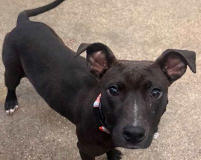 Midnight Xvi 147 - American Pit Bull Terrier Female Puppy for Adoption