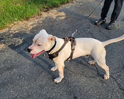 Blanco - American Pit Bull Terrier Male Dog for Adoption