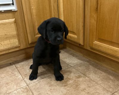 1 Male and 4 Female Labrador Retriever Puppies for Sale