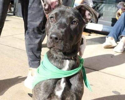 Kol - Labrador Retriever Female Puppy for Adoption
