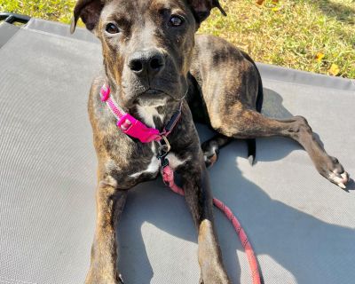 ***Please note, once completing the initial screen you will be connected with the placement for a video chat. Transports run every few weeks and we will have the dog on the next available transport once approved. If you are not able to accept a dog until a specific time period, please apply at that time*** We are a volunteer run rescue and donate our time to these dogs. IF you are not serious a...