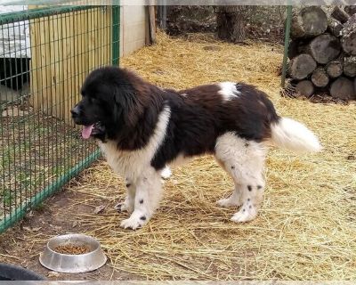 Kaiden - Newfoundland Male Adult Dog for Sale