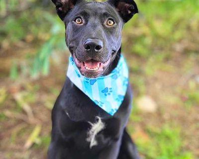 Smokey Bear - Labrador Retriever Male Puppy for Adoption