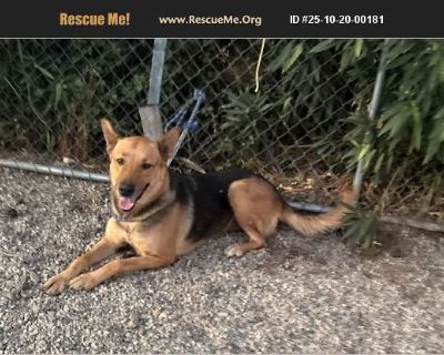 - Female Puppy German Shepherd for Adoption