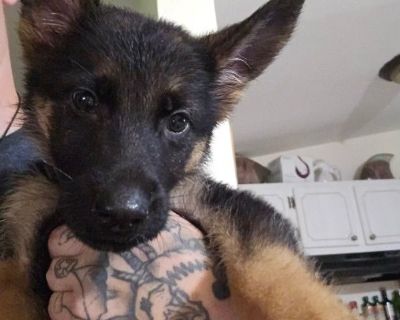 2 Male and 3 Female German Shepherd Dog Puppies for Sale