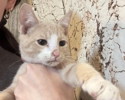 Meet Alexander! Alexander is a 14-week-old kitten with a heart full of love. He's litter-trained, cat- and dog-friendly, and loves to snuggle! He is looking for the perfect family to give all his love! This sweet boy is ready to charm his way into your heart and home through snuggles and love *He also has a sister named Angelica, they can be adopted together or separately Adopt Alexander and ga...