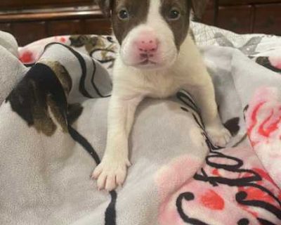 Potato $395 - Australian Shepherd/Border Collie Mix Male Puppy for Adoption