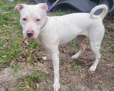 Miyuki - Pit Bull Terrier/Dogo Argentino Mix Female Dog for Adoption