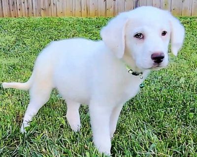 PUPPY KIMBERLY - Labrador Retriever/Great Pyrenees Mix Female Puppy for Adoption