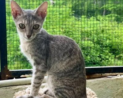 Miso - Domestic Short Hair Mix Female Cat for Adoption