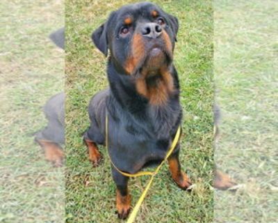 Adult * Location Hillsboro, NH, 07442 USA USA *. Dog Breed: Rottweiler. Adoption Fee: 500. Meet Bently. What a stunner. Bently was part of a court case in his home state of GA. He spent almost 500 days as "evidence" where he was doted on by volunteers, learned new commands, gave lots of snuggles, and perfected the rottie lean. This 3-4 yr old guy is both dog social and has ignored the cats he h...