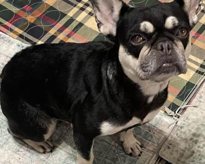 You MUST CALL KAREN 2696944703 Bree dob: 1/19/20 Black/Tan French Bulldog 17.1 lbs Very Sweet Friendly Retired Breeder Adoption fee: $550.. Health Vaccinations up to date, spayed / neutered.. Adult Female Small
