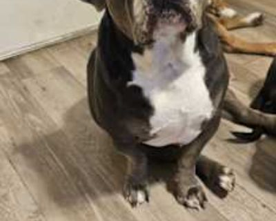 Bebo - American Pit Bull Terrier/American Bulldog Mix Male Dog for Adoption