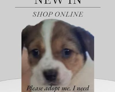 Baby - Jack Russell Terrier/Jack Russell Terrier Mix Female Puppy for Adoption