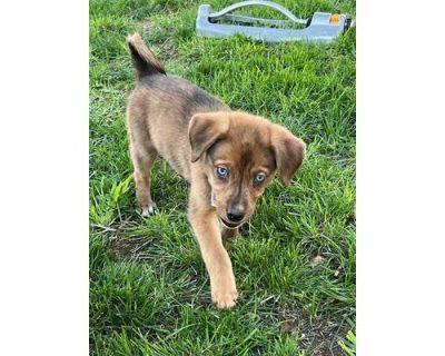 INDIGO - Labrador Retriever Female Puppy for Adoption