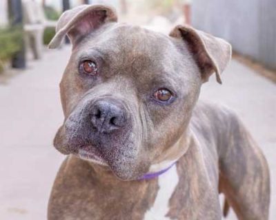 Teddy - American Pit Bull Terrier Male Dog for Adoption