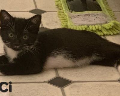 Cici is a little shy at first. Once she warms up, she is playful, chasing anything that moves, including her siblings.. Characteristics Quiet, Loyal, Playful, Friendly, Curious, Affectionate Coat length Short House-trained Yes Health Vaccinations up to date, spayed / neutered.. Young Female Small Black & White / Tuxedo