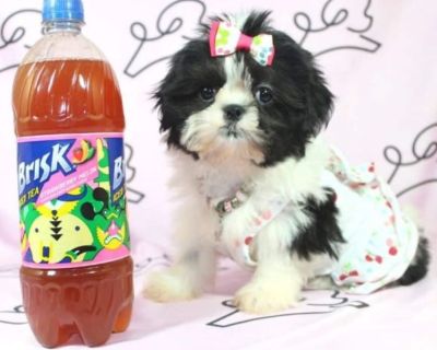 Teacup & Toy Shih Tzu Puppies For Sale