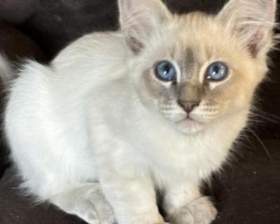 Blue Lynx Female Pink Collar - Balinese Female Kitten For Sale