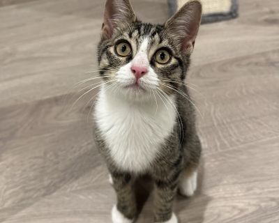 Joselito - Domestic Short Hair Male Cat for Adoption