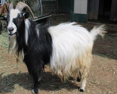 Goat for adoption - ROSANNA, a Goat in Union, MO