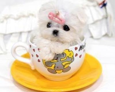 Tiny Tea Cup Maltese Puppies