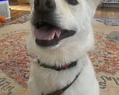 Auggie - Husky Male Dog for Adoption