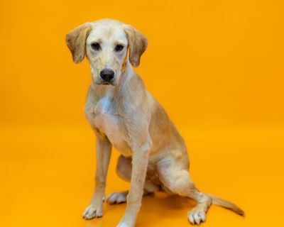 Cb-5 D Nala - Labrador Retriever Mix Female Dog for Adoption