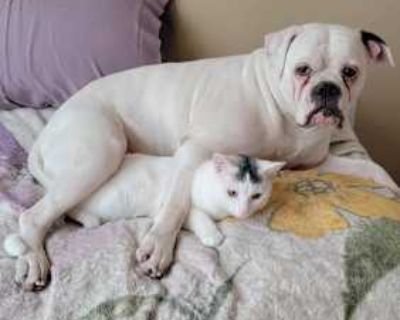 Lexi - American Bulldog Female Dog for Adoption