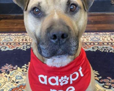 Corbin - Black Mouth Cur/American Pit Bull Terrier Mix Male Dog for Adoption