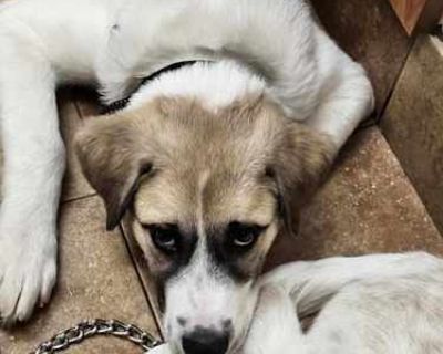 Zeus - Great Pyrenees/Australian Cattle Dog Mix Male Puppy for Adoption