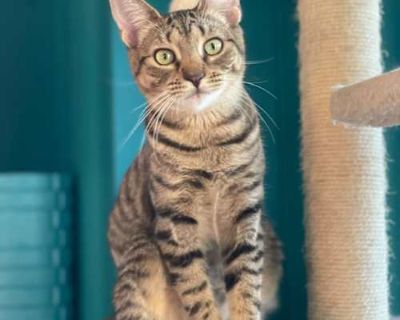 Rooster Roo Roo - Domestic Shorthair Female Cat for Adoption