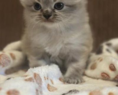 Household pet. Vaccinated. Not registered. Kitten comes vet checked and vaccinated with records. Food and toys. Litter trained and socialized. Health guarantee. www.amaacres.com. The Doll Face Persian represents the traditional Persian type, resembling what this breed looked like thousands of years ago before selective breeding resulted in the more "squished" faces. They have normally proportio...