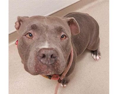 SERENITY - American Pit Bull Terrier Female Dog for Adoption