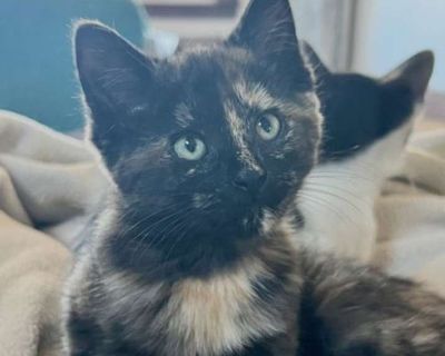 Child. Tortoiseshell. Hair: short. You can fill out an adoption application online on our official website. Meet Reeze! Say hello to Reeze, a stunning little tortie with a huge personality and even bigger heart! This gorgeous girl loves to play, snuggle, and most of all be the center of attention. She s confident, curious, and always ready to show off her charm. When she s not busy entertaining...