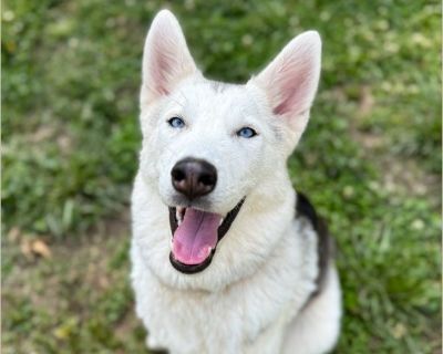 Ari - Female Puppy Siberian Husky for Adoption