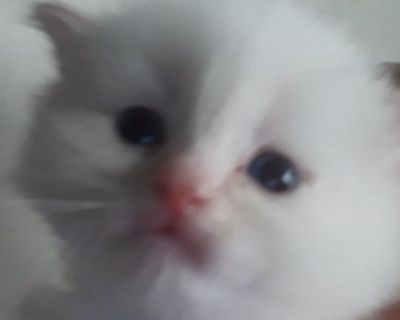 Hymalayan Kitten