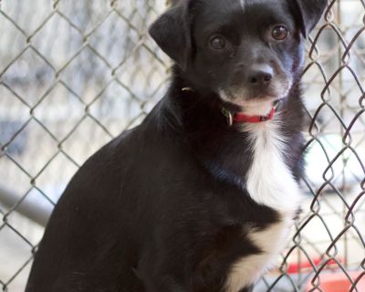 Bubba - Australian Cattle Dog / Blue Heeler & Spaniel Mix Male Dog for Adoption