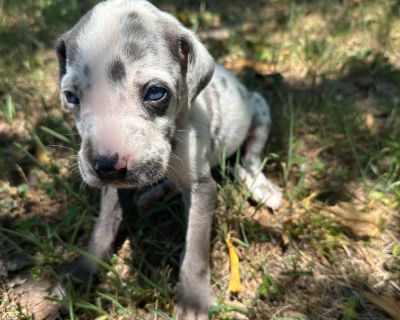 3 Male and 4 Female Great Dane Puppies for Sale