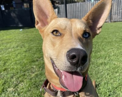 At first glance, Chad might come off as a bit reserved - he's still learning that not all humans are scary. But give him a little time, some patience, and a few treats, and you'll see the real Chad shine through. Once he feels safe, Chad transforms into a total goofball - charming, rowdy, and full of personality. He loves to romp around, make you laugh with his antics, and be the life of the pa...